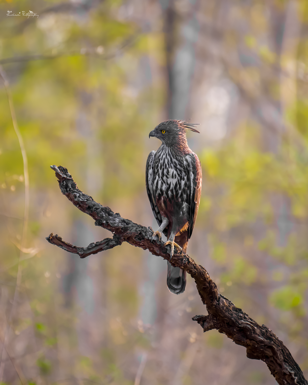 Changable hawk eagle kabini final