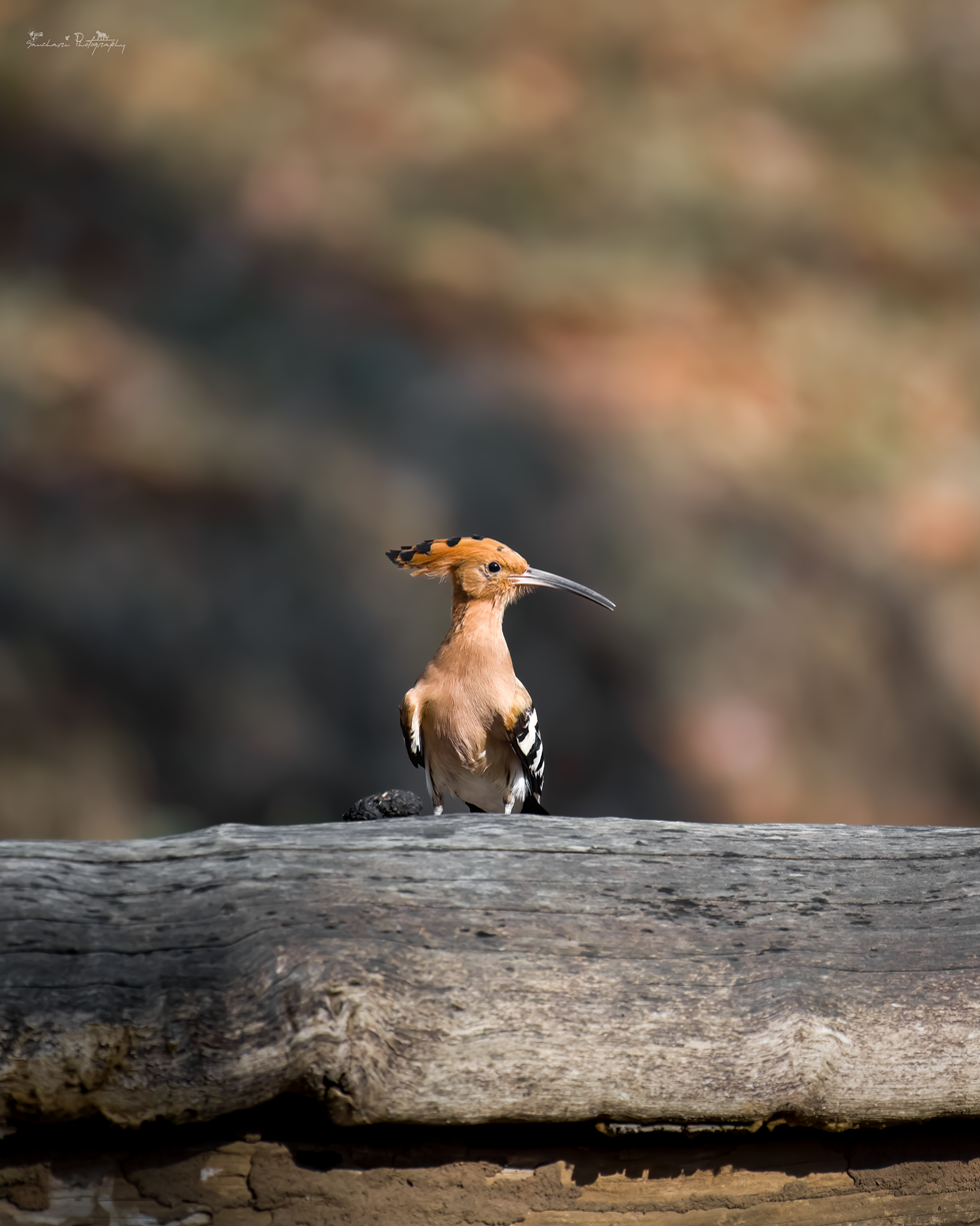 Eurassian Hoope kabini