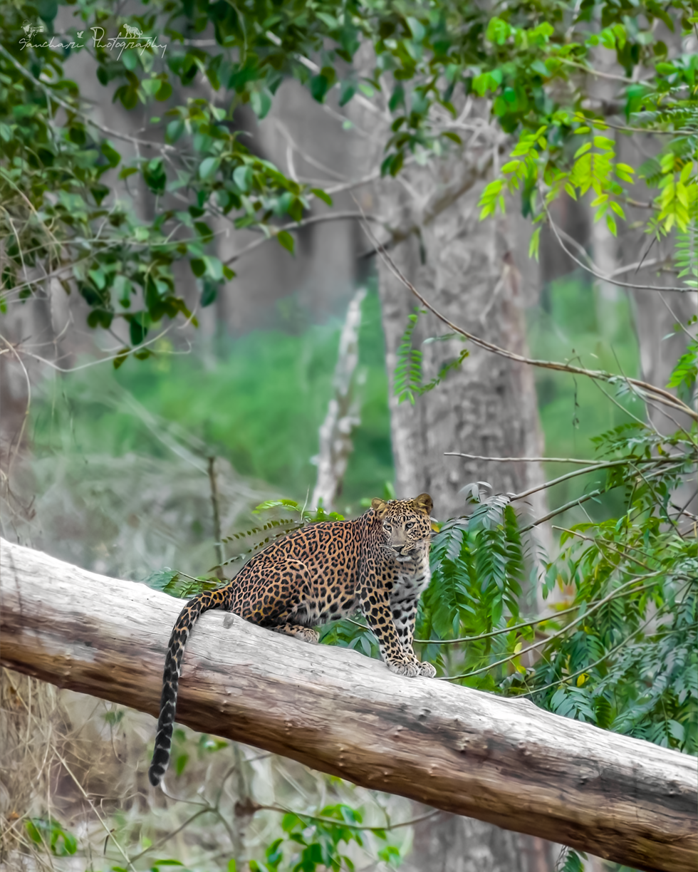 Leoparad Sitting on log Nagarahole