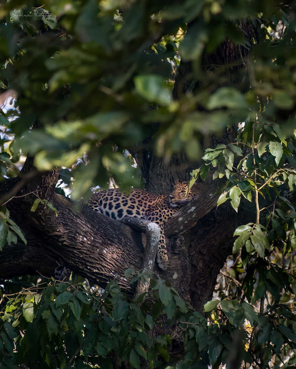 Leopard Kabini udbur