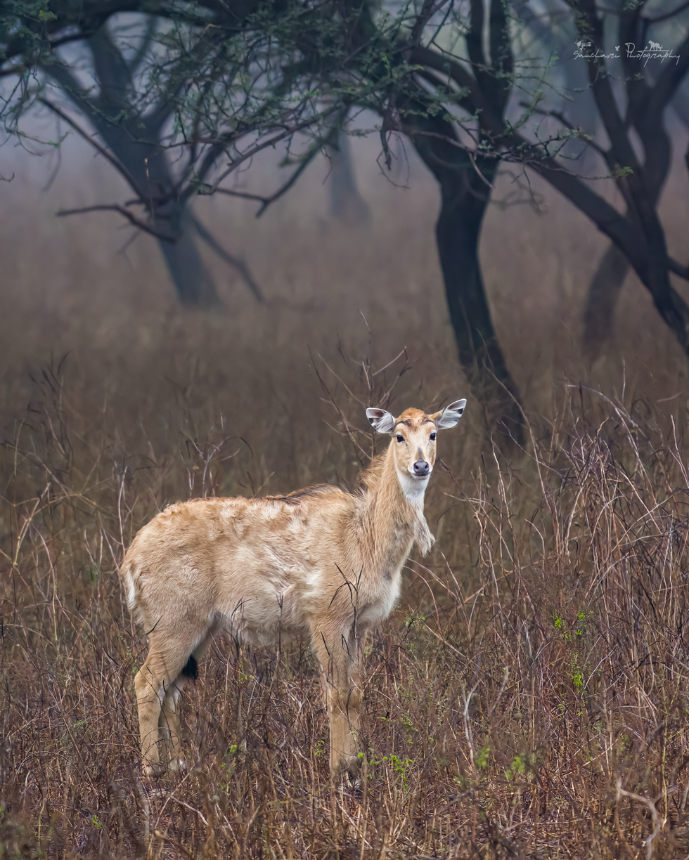 Nilgai Jhalana