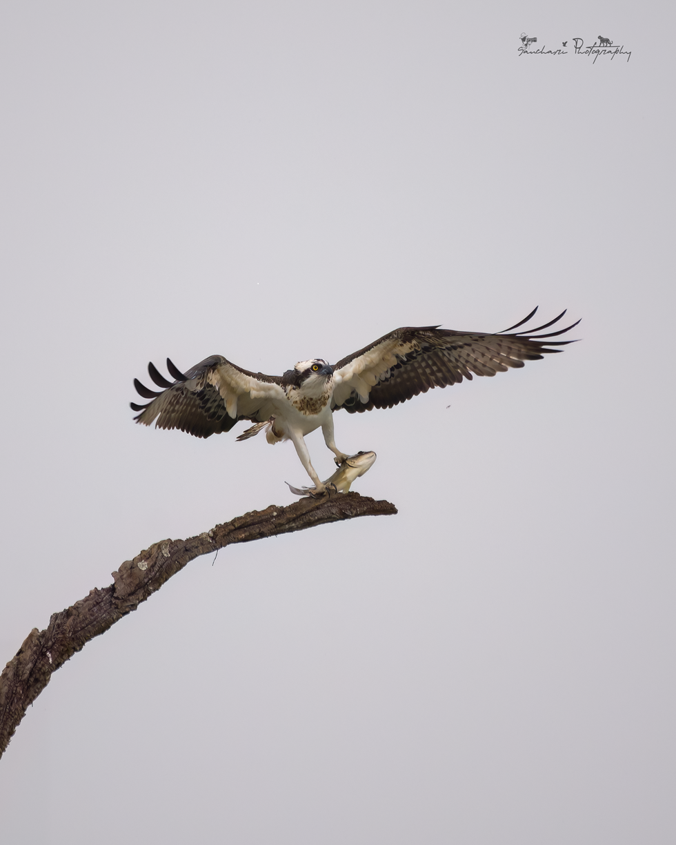 Osprey with fish kill