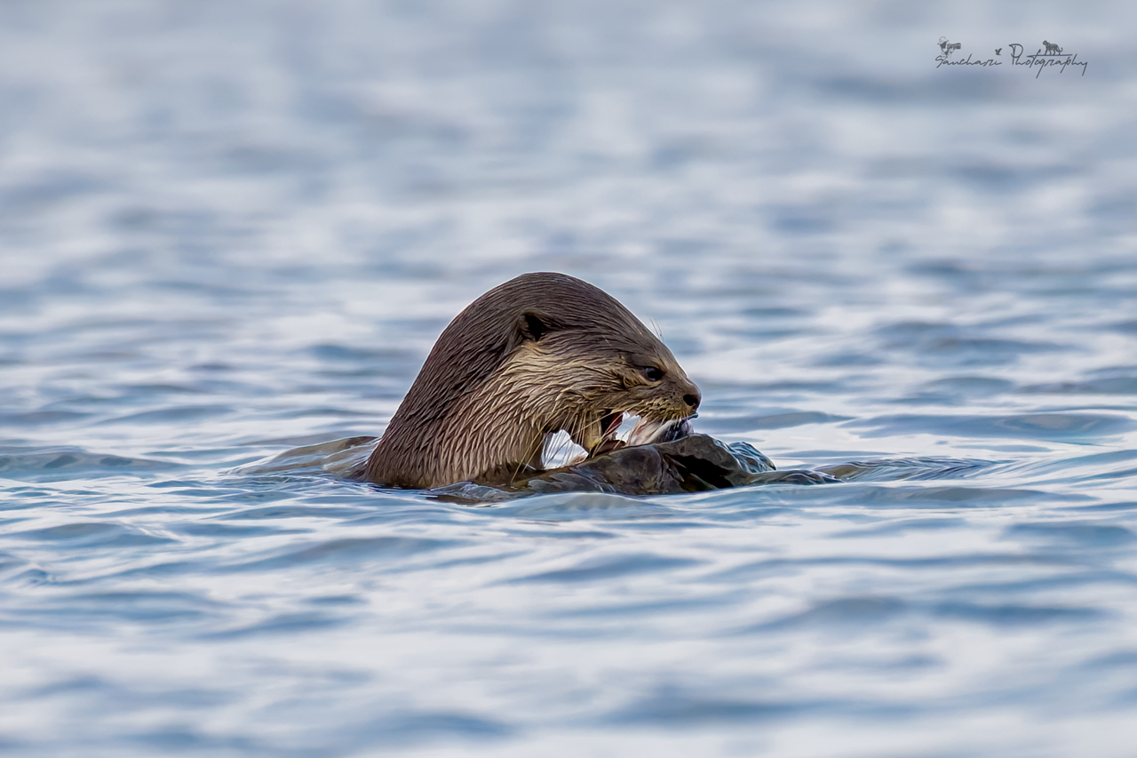 Otter with kill new