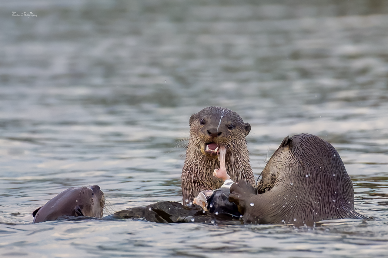 Otters trio kabini