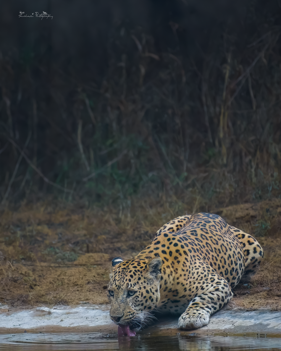 Rana Drinking water 3
