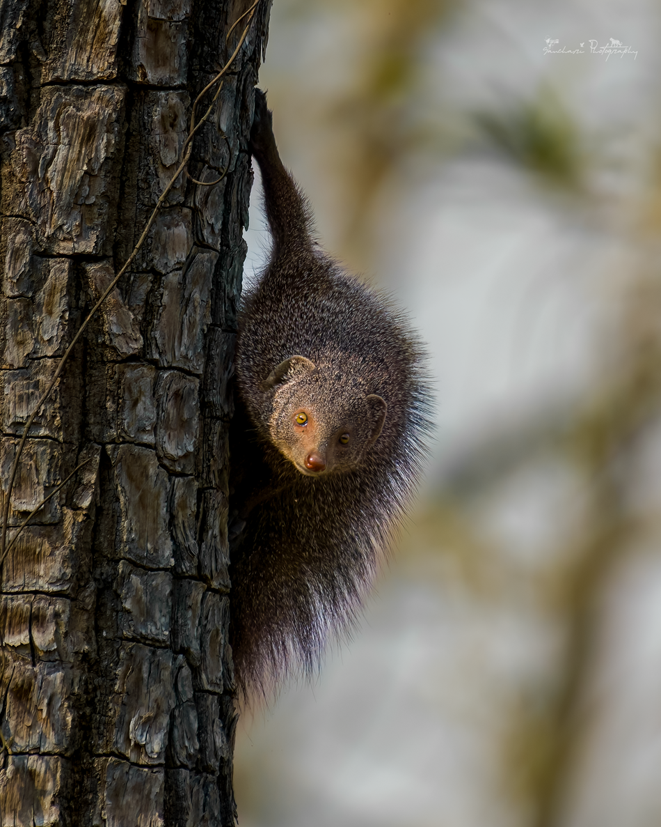 Rudy Mongoose crop kabini 2