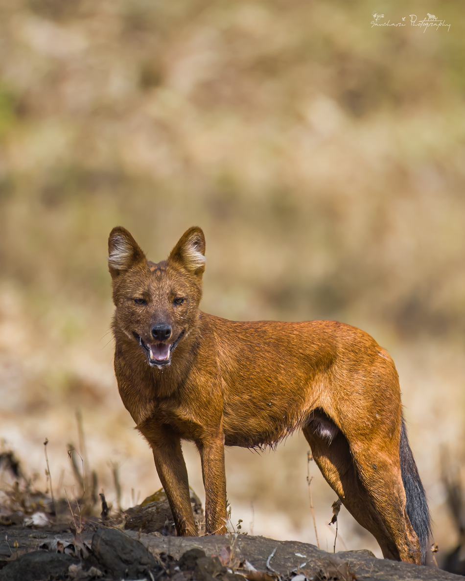 wild dog kabini crop